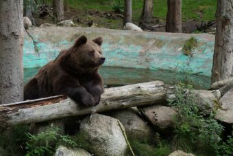 Animales del zoológico de Cali pasan el calor y la sequía tomando helado