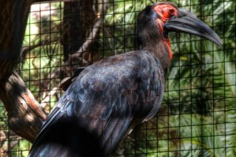 Hombre liberó a todas las aves exóticas de un zoológico en Argentina