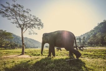 Informe advierte que caza de elefantes podría llevarlos a la extinción en un siglo