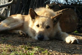 Concepción prepara catastro para establecer cifra oficial de perritos abandonados