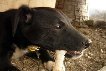 ¿Por qué a los perros les gusta morder huesos?