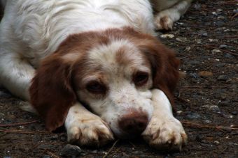 Anorexia canina: ¿Qué hacer si mi perro no quiere comer?