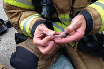 Con pequeñas máscaras de oxígeno bomberos rescatan a familia de hámsters en incendio