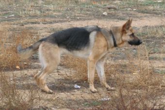 Proyecto busca retirar a perros salvajes en zonas rurales por riesgo sanitario