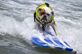 'Dogspotting': Fotografiar perros se convirtió en un deporte