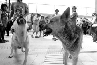 Aumentan los casos de mordeduras de perros callejeros en Magallanes