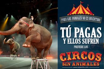 SAG entregó lista de los circos chilenos que aún trabajan con animales