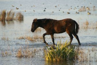Mira la reacción de este caballo al caminar por primera vez en el agua