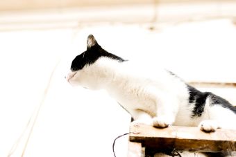 ¿Por qué los gatos no le temen a las alturas?