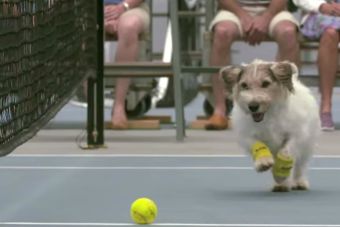 Video: Perritos pasapelotas se lucieron ante estrellas femeninas del tenis