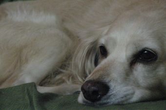 Brucelosis en los perros sintomas