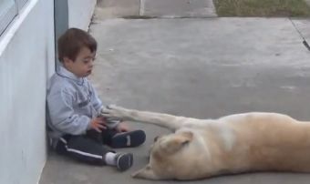 Video capta la hermosa amistad entre Himalaya y el pequeño Hernán