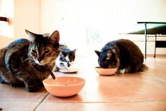 Cómo alimentar a los gatos dependiendo de su etapa de crecimiento