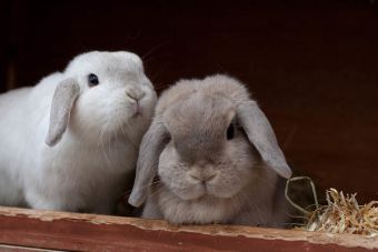 ¿Sabes qué mascota va mejor con tu signo?