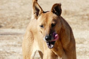 ¿Qué hacer si tu mascota se envenenó?