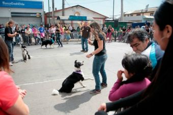 Exitosa fue la convocatoria a la 5ta ‘Feria del Quiltro’ en Cerro Navia