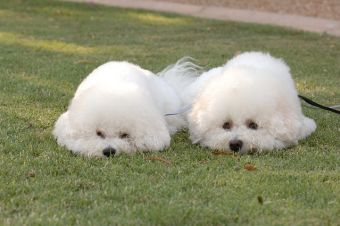 ¿Cuál es la mejor forma de reprender a nuestras mascotas?