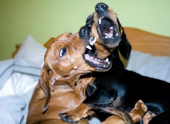 como suena el ladrido de un perro