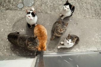 ¡Una isla habitada por gatitos!