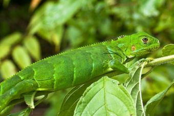 Iguanas como mascotas, ¿te animas?