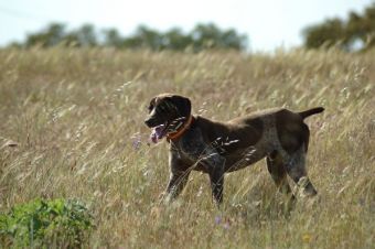 ¿Cuánto cuesta mantener a un perro?