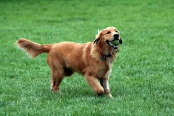 Las mejores razas de perros guardianes