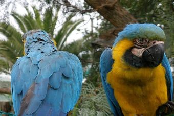 Las aves exóticas son las especies más traficadas en Chile