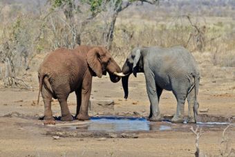 Estudios demuestran que los animales experimentan empatía