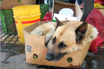 Feroz maltrato animal: perrita fue atacada con un hacha en Cartagena