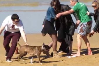 Perro enfurecido atacó a un grupo de personas y genera debate en redes sociales españolas