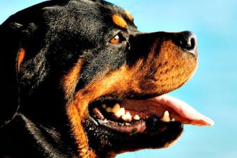 Niña de cuatro años murió por ataque de perrito Rottweiler