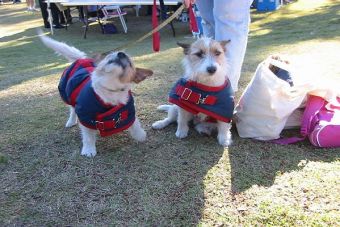 Los deportes que puedes practicar junto con tu mascota