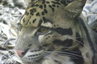 Una especie menos: El leopardo nublado fue declarado extinto en Taiwán