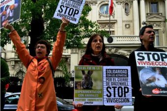 Animalistas en acción: 10 hitos por la defensa animal