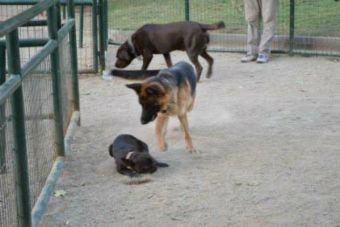 Mexicanos rechazan nueva ley de registro de animales y se oponen al microchip