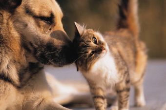 Historia de amistad entre un perro y un gato