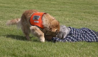 Perros que trabajan