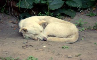 Por qué despertar a tu perro con un buen desayuno mejora su rendimiento