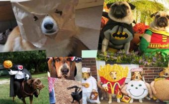 Halloween: ¡Los perros también se disfrazan!