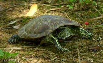 ¿Cómo alimentar a tu tortuga?