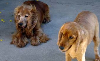 Científicos lo confirmaron: animales como mamíferos y aves tienen conciencia