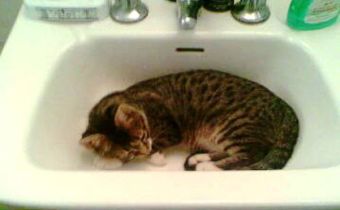 ¿Realmente odian los gatos el agua?