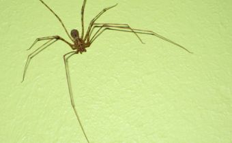 ¿Cómo y qué comen las arañas?