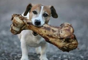 Lo mejor de la comida gourmet para nuestros perros