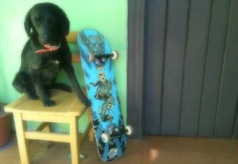 ¿Perros skater? Ver para creer