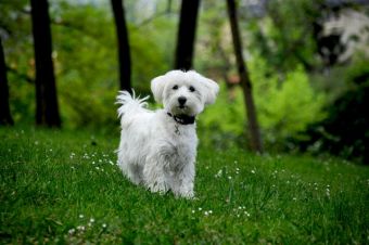 Perfiles: Bichón Maltés... ¡una dulzura!