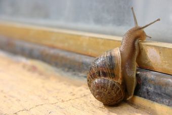 Los mejores tips para tener a un caracol de mascota