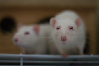 Animales para experimentos: más de 160 mil se vendieron en Chile durante el 2014