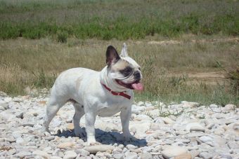 10 Razas de perros para Abuelos