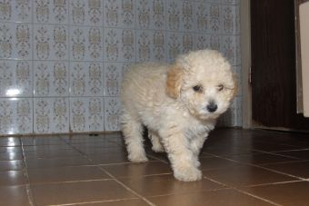 ¿Cómo cuidar a un cachorro Poodle?